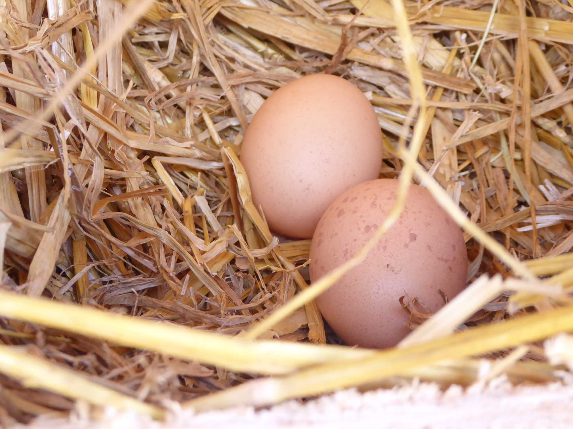 Frische Eier von hauseigenen Hühnern
